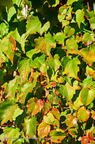 Herbst 2015-10-03 8913